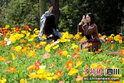 2023天府迎春赏花节将启幕：草坪花卉达80万平方米 赏花步道70余条