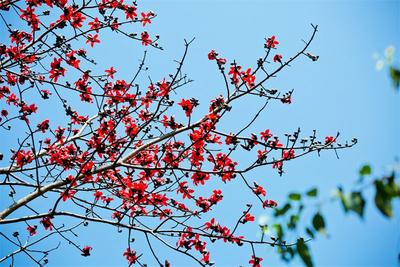 乘着春风，到景谷凤山赏木棉花！