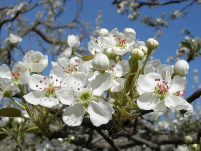 省运会 看玉溪丨江川区2023年梨花节3月18日开幕啦！