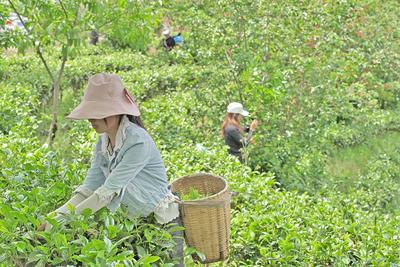 41个国家地理标志红茶品牌价值发布：昌宁红茶位居全国第四、云南第一