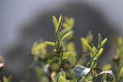 2023年“昌宁邀您来采茶”主题活动启动