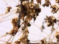 图集 | 在云端之上，邂逅“记忆之城”知子罗