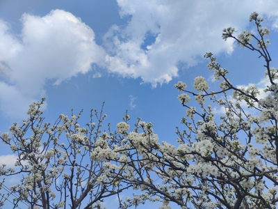 省运会 看玉溪丨江川区2023年梨花节3月18日开幕啦！
