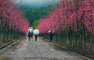 节庆玉溪丨新平县2023年赏花节暨“千桌万人磨盘宴”系列文旅活动如约而至