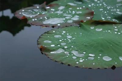 清明｜有一种美，叫雨中的红河