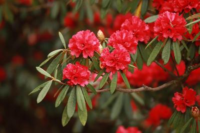 “五一”不知道去哪玩？快来轿子山杜鹃花节打卡吧！