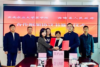 以茶赋能助力乡村振兴 西畴县与云南农业大学茶学院“牵手”合作