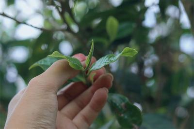 茶山有界，春色无边！那柯里“放养”古树茶，沉淀古道普洱香