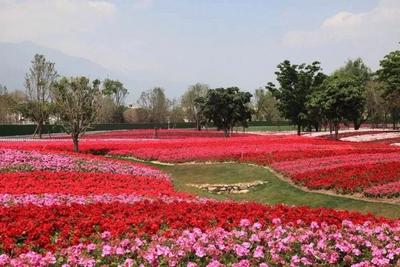 大理市排名春季最受游客喜爱的乡村旅游目的地TOP3