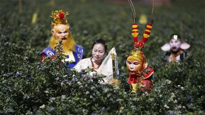 活动多多！快来景东文井实现“蓝莓自由”