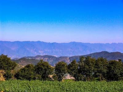 临沧白莺山：世界茶园基因库