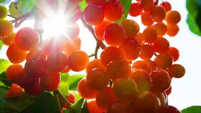 楚雄永仁丨樱桃熟了！活动有了！就问你来不来