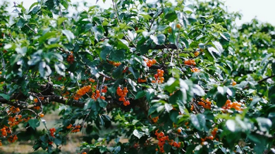 以樱桃为媒打造海口特色农旅，昆明市西山区首届樱桃节今日开幕