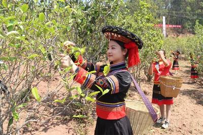 穿越哀牢，感受无量！快来镇沅赏风光、走古道、游茶山、品茶香……