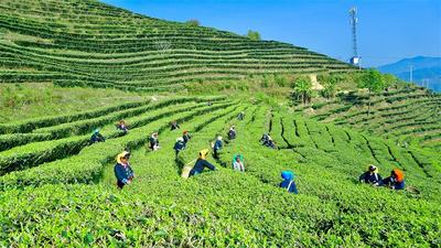 【来红河打卡50件小事】品过这碗春茶，才算感受过红河的春天