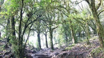 穿越哀牢，感受无量！快来镇沅赏风光、走古道、游茶山、品茶香……