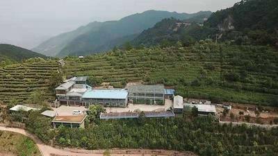 “探秘”省级非遗工坊：山中好茶水之灵！