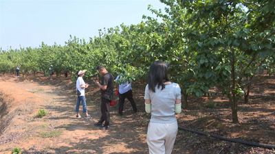 牟定凤屯樱桃“甜蜜”上市
