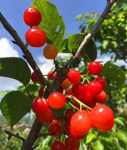 垂涎欲滴！永仁樱桃采摘地图来了！