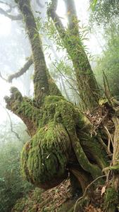 一起“森”呼吸，徜徉在红河的“只此青绿”中！