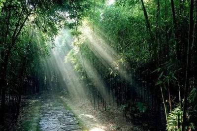 一起“森”呼吸，徜徉在红河的“只此青绿”中！