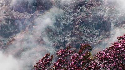 春回大地百花开 轿子山杜鹃花海迎客来！——这个“五一”，醉在轿子山花海里