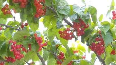 楚雄永仁丨诗画落水洞 赴一场樱桃盛会