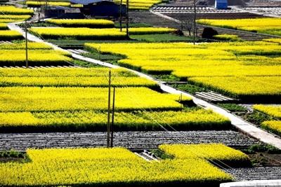 清明将至 甘肃邀游客探寻“花花世界”