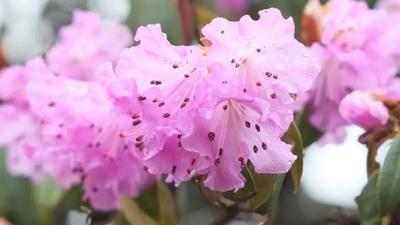春回大地百花开 轿子山杜鹃花海迎客来！——这个“五一”，醉在轿子山花海里