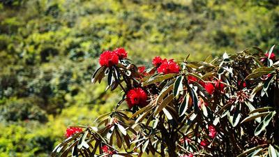 有一种叫云南的生活｜登高踏青赏春光，江川谷堆山等你来！