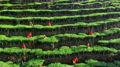 【来红河打卡50件小事】品过这碗春茶，才算感受过红河的春天