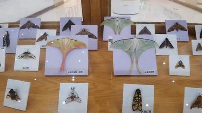 欢度傣历1385年新年节，西双版纳这些展览开展了