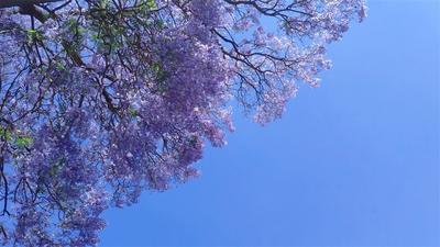 5·19 游玉溪丨来玉溪欣赏专属于这一季的蓝花楹美景