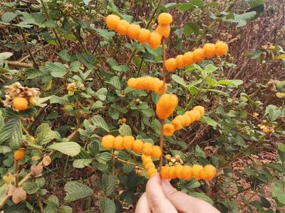 墨江龙潭黄泡成熟时，让初夏变得有滋有味！