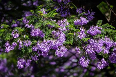 大写的宠！昆明封路让游客拍蓝花楹