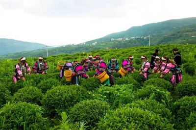 乐享云南 | 好礼·宜良宝洪茶