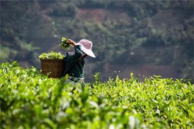 遇见中华普洱茶博览苑，你会爱上这样的清晨和黄昏……