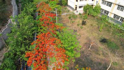 墨江雅邑：凤凰花开，惊艳初夏