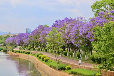 五一游玉溪丨暮春浅夏，赴一场花海之约！
