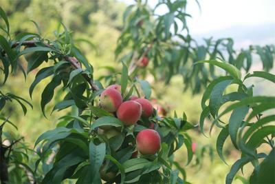 墨江县文武镇三月桃、黄皮西瓜上市啦，快来尝尝这诱人的香甜吧！