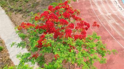 墨江雅邑：凤凰花开，惊艳初夏