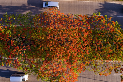 凤凰花开，可缓缓归矣！普洱这份凤凰花打卡地图请收好