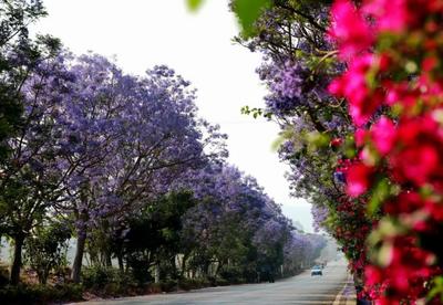 温度临沧 | 临沧的夏天是什么颜色？