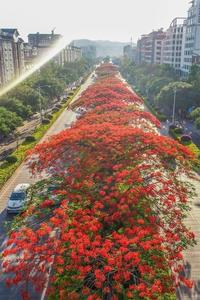凤凰花开，可缓缓归矣！普洱这份凤凰花打卡地图请收好