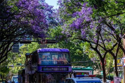 大写的宠！昆明封路让游客拍蓝花楹