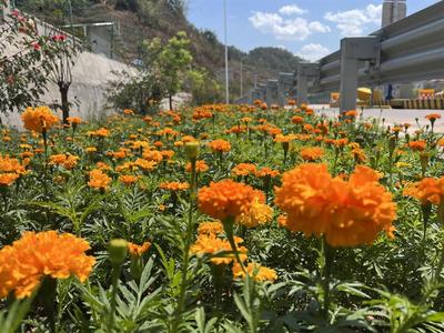 高速公路收费站成“景点”！景东绿美站点扮靓城市“颜值”