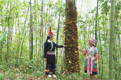 有一种叫云南的生活·景区丨5·20遇见“蝶舞”金平