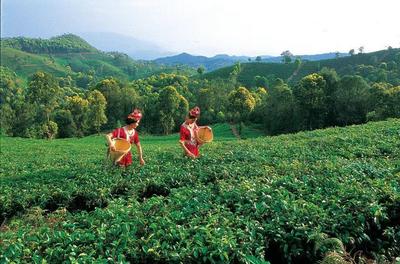 5·19 游玉溪丨“中国旅游日”玉溪丰富文旅活动邀您共享美好生活！