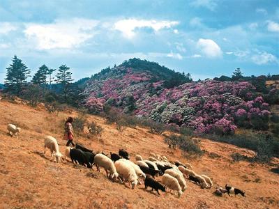 乐享云南 | 美景·大姚百草岭