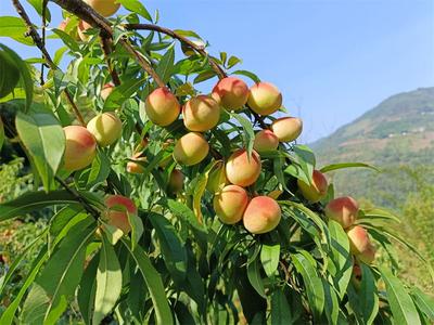 墨江县文武镇三月桃、黄皮西瓜上市啦，快来尝尝这诱人的香甜吧！